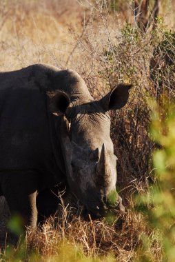 Hayvanat bahçesindeki gergedanlar