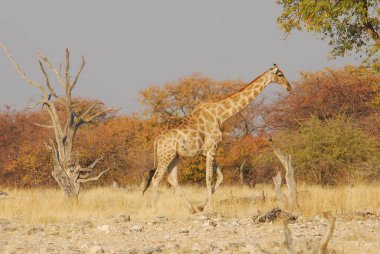Afrika zürafası, namibya savanasındaki savanın su birikintisinde.