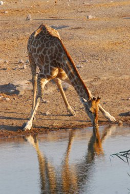 giraffe drinking water in a hole in the water