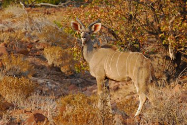 wild african impala in the african bush