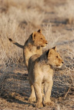 Etoşa Ulusal Park Namibya 'sında aslanlar