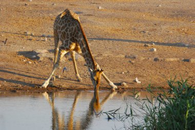 a male giraffe is walking in the waterhole
