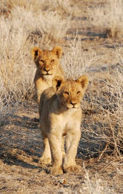 lions, lioness, panthera leo, female, male, female, lion, lion, lion, cub, lion, lion, panther