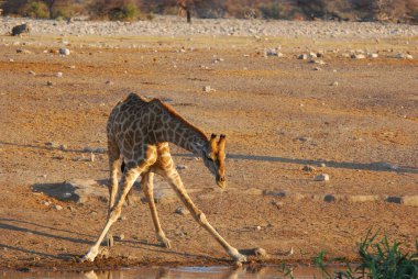 african bush giraffe at the waterhole