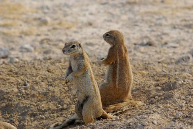 two ground squirrel in the desert