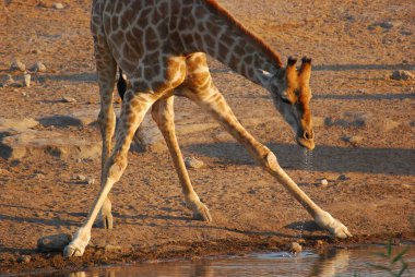 a giraffe drinking in a hot day in etosha, south africa