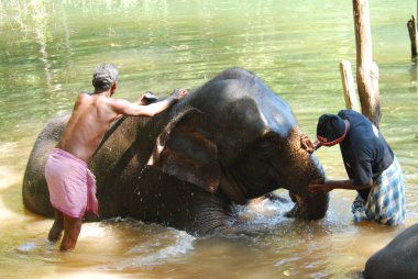 elephant at water camp in sri lanka