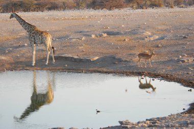 african waterhole with drinking water in the kruger national park, south africa.