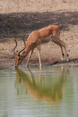 african deer drinking from a hole