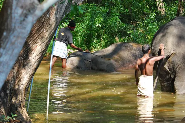 Sri Lanka adında bir fil.