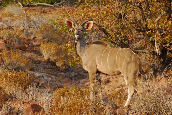 wild african impala in the african bush