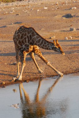 giraffe in the water in the park