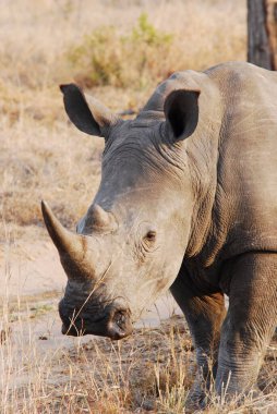 Kenya bozkırında bir gergedan.