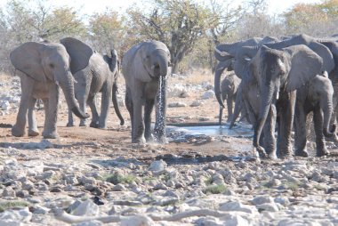 Etoşa Ulusal Parkı, Namibya 'da Afrika fili