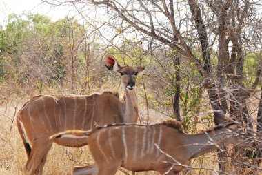 deer and deer in the savannah in the wild