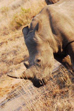 a rhinoceros in the grass in the chobe national park, botswana.