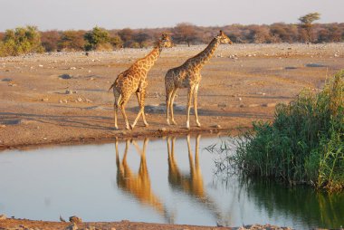 giraffe in the water of the african savannah