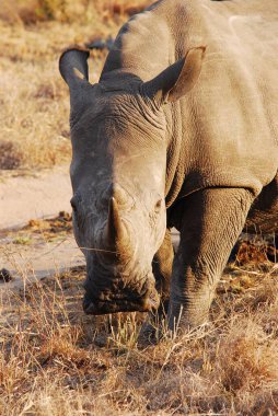 Güney Afrika 'daki Kruger Ulusal Parkı' nda beyaz gergedan.