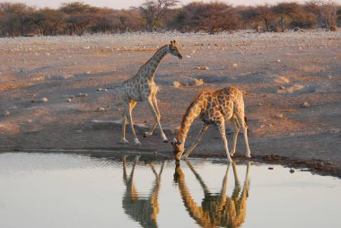 Sudaki su birikintisinde bir zürafa