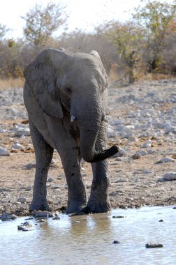 Afrika fili içme suyu