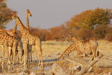 Afrika vahşi yaşamında zürafa