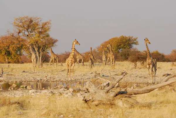 Kenya savanasında zürafa