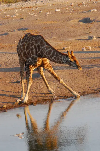 giraffe in the water in the park