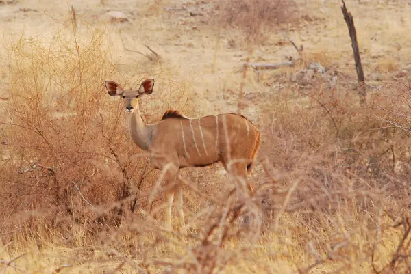 Çayırda bir erkek ceylan