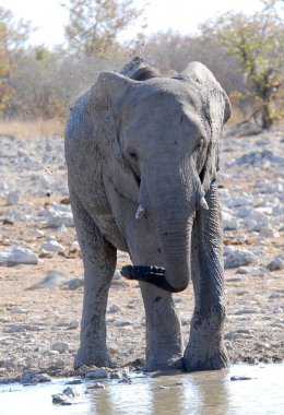 Afrika fili Etoşa Ulusal Parkı, Namibya 'da su içiyor.