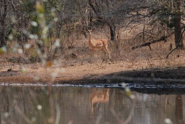Ormandaki genç bir kadının güzel bir fotoğrafı.