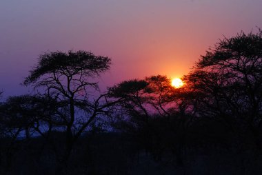 a beautiful shot of a tree with a sunset on the background