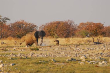 ziyarette200 Afrika fili