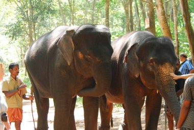 Hayvanat bahçesindeki fil