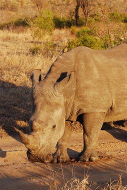 white rhino at the zoo in the park