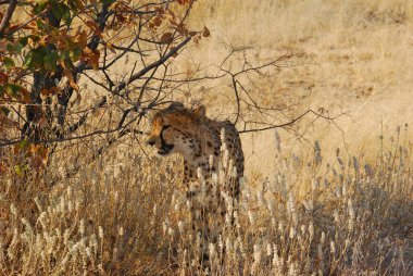 cheetah walking in savannah, africa