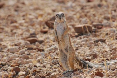 the meerkat on the ground in the middle of the savannah