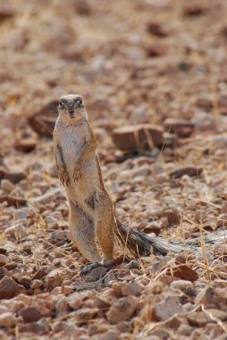 meerkat kum üzerinde