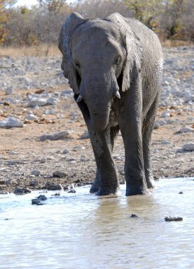 fil içme suyu etkin ulusal park, Namibya