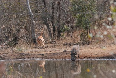 wild kuena in the kruger national park, south africa