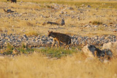 a beautiful view of an adult male and female lion in the desert in namibia