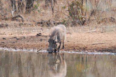 a closeup shot of a white - tailed wolf in the water