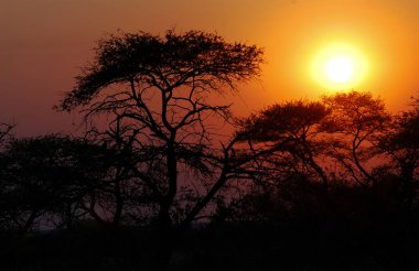 sunset at the kruger national park in africa