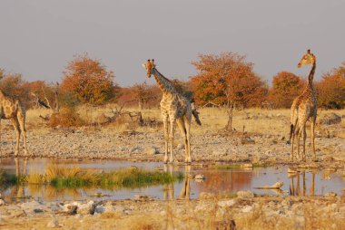 Zürafalar savana içinde