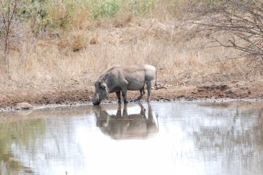 Nehrin sularında vahşi bir at