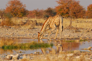 zürafa, etkin, Namibya