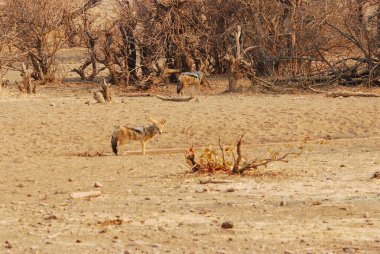 Namibya 'daki Etoşa Ulusal Parkı' ndaki vahşi geyikler..