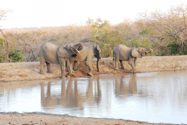 Nehirdeki su birikintisinde filler