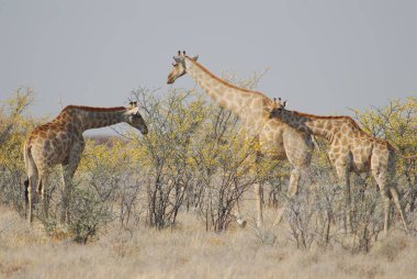 Kenya savanasında zürafalar