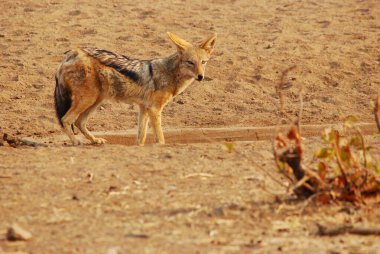 Doğada genç bir vahşi kurt.