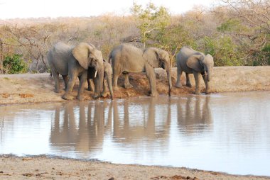 Etoşa 'daki su birikintisinde bir fil sürüsü Namibya' da park ediyor..
